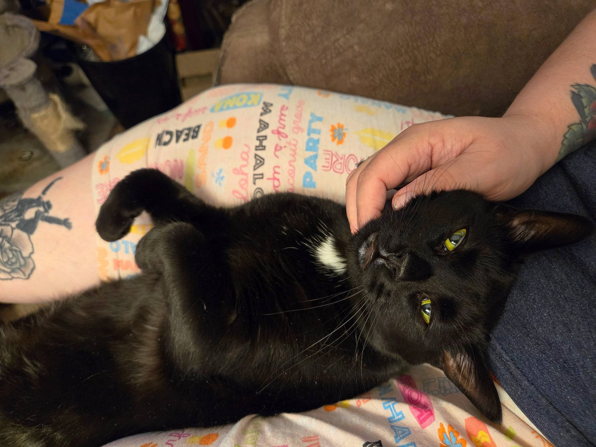 Rainey joined the competition — help win amazing prizes! black_cat, carnivore, cat, claw, comfort, domestic_short_haired_cat, ear, felidae, foot, fur, gesture, lap, mammal, nail, small_to_medium_sized_cats, snout, tail, thumb, whiskers, wrist