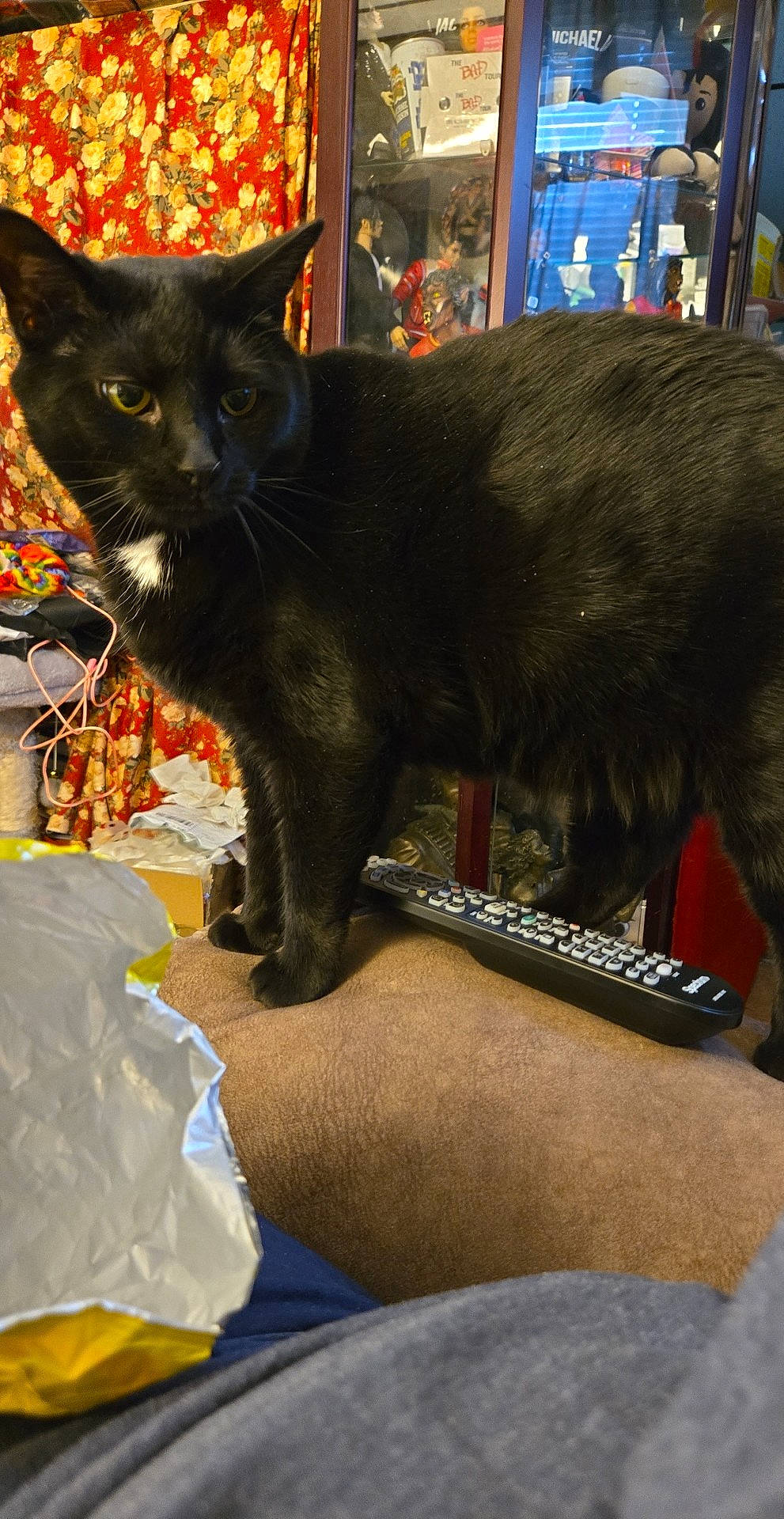 Rainey is registered to the contest to win money with this photo: art, black_cat, bombay, carnivore, cat, claw, domestic_short_haired_cat, felidae, fur, havana_brown, paw, plant, small_to_medium_sized_cats, snout, tail, whiskers