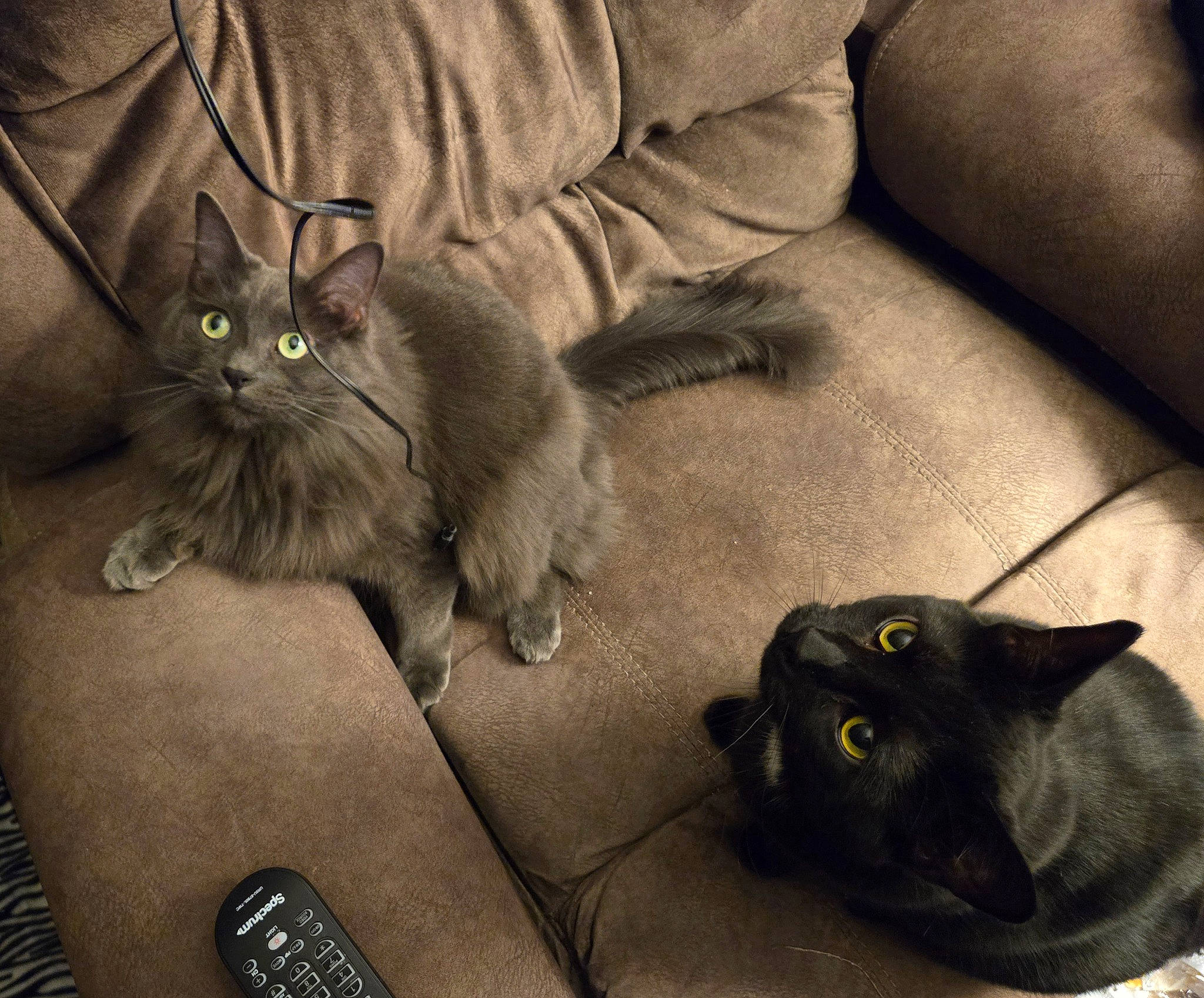 Rainey joined the competition — help win amazing prizes! black, black_cat, bombay, box, carnivore, cat, claw, comfort, couch, domestic_short_haired_cat, felidae, flooring, fur, grey, paw, sitting, small_to_medium_sized_cats, snout, tail, whiskers