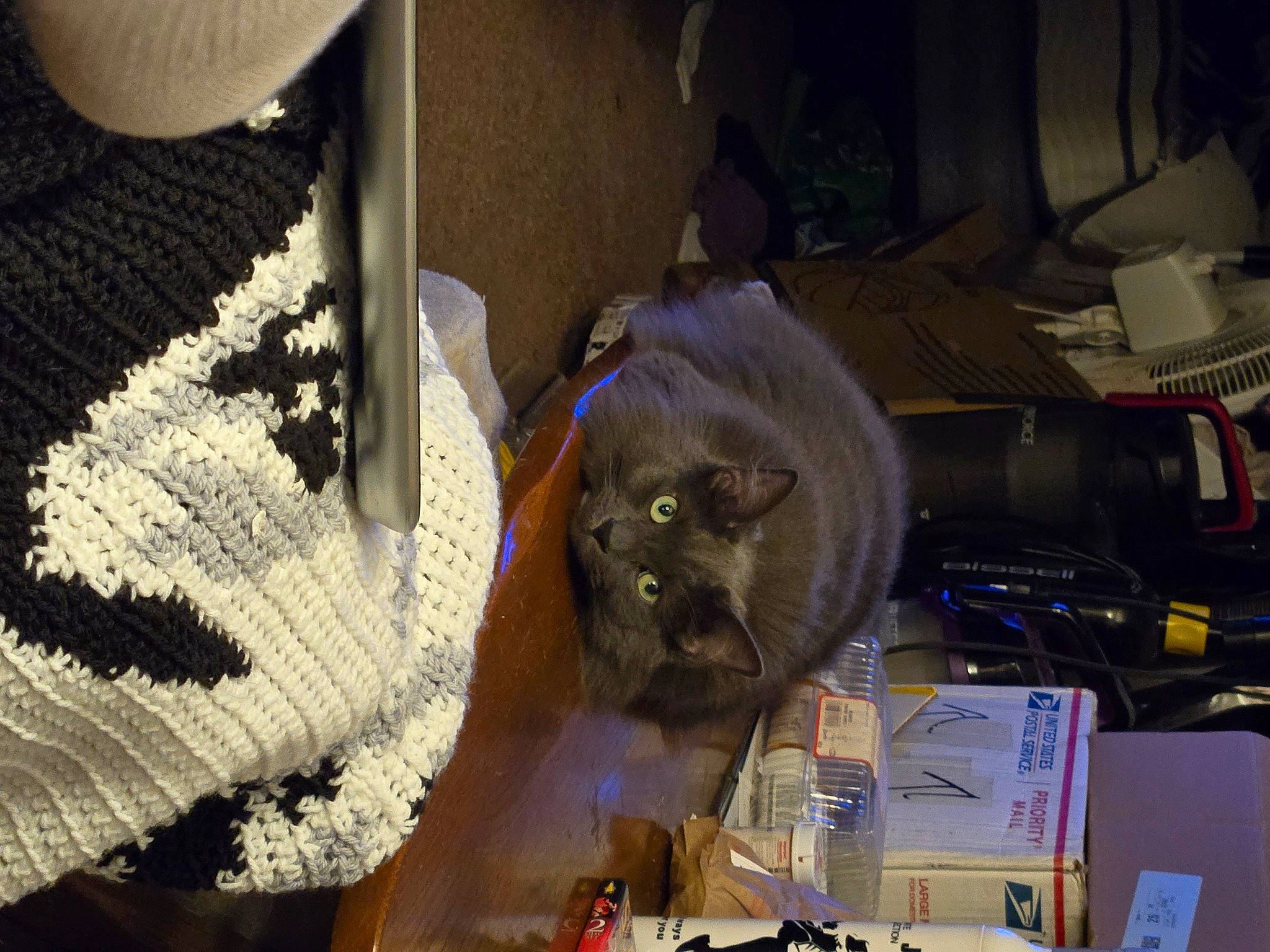 Stormy And Rainey joined the competition — help win amazing prizes! carnivore, craft, eyewear, fashion_accessory, felidae, fur, hat, pattern, room, skull, small_to_medium_sized_cats, thread, visual_arts, weaving, whiskers, wool, woolen, woven_fabric