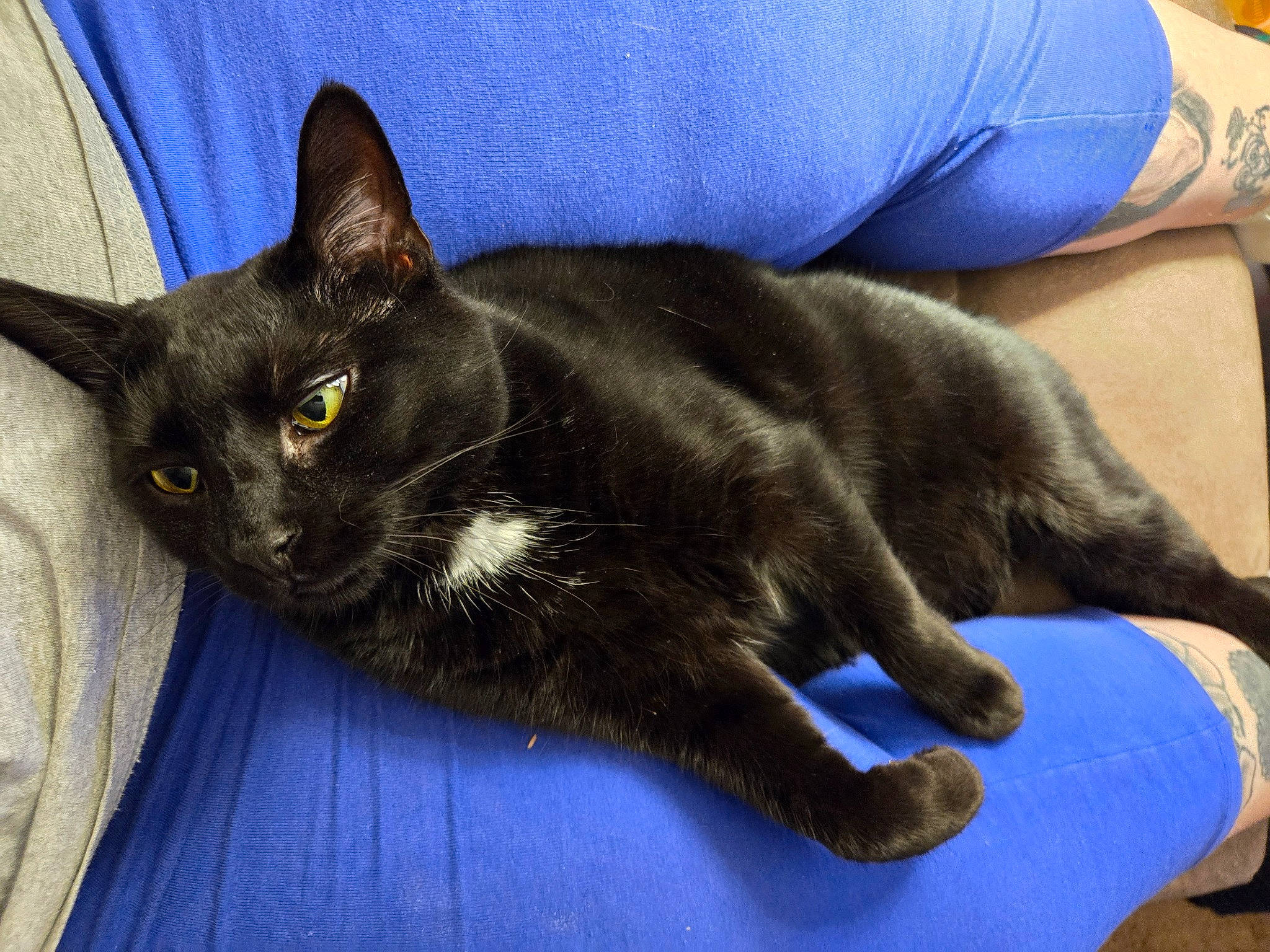 Stormy And Rainey is registered to the contest to win money with this photo: black_cat, blue, carnivore, cat, claw, comfort, domestic_short_haired_cat, electric_blue, felidae, fur, paw, small_to_medium_sized_cats, tail, whiskers