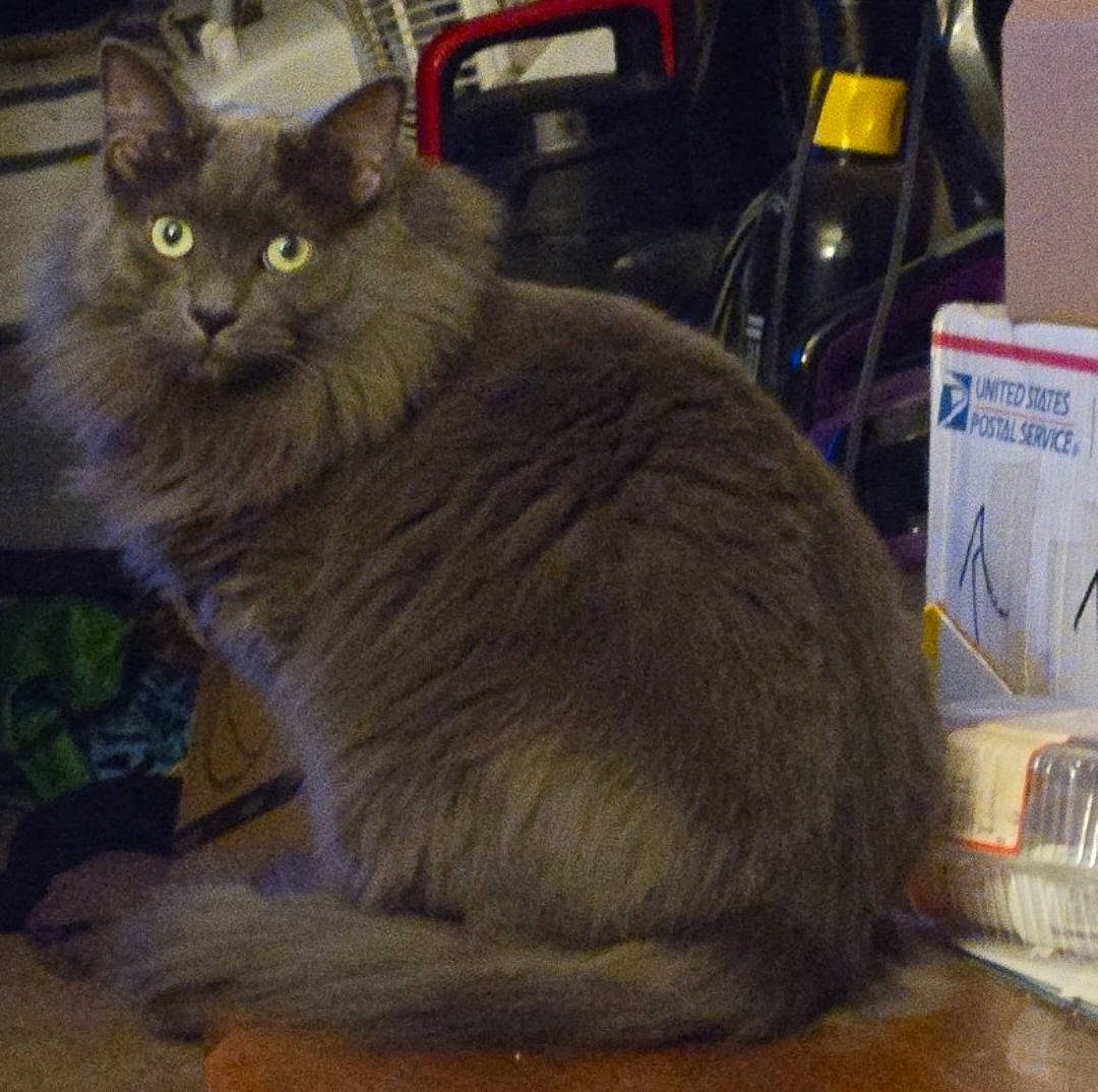 Stormy And Rainey joined the competition — help win amazing prizes! black_cat, box, british_longhair, carnivore, cat, chair, chartreux, claw, comfort, domestic_short_haired_cat, event, fawn, felidae, fur, paw, small_to_medium_sized_cats, snout, tail, terrestrial_animal, whiskers