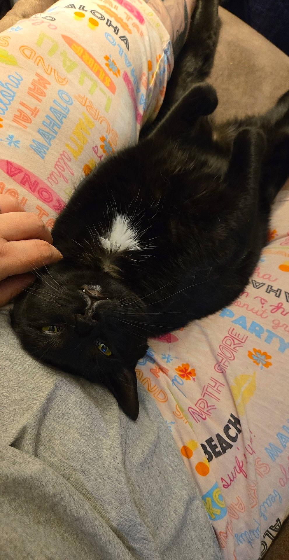 Stormy And Rainey joined the competition — help win amazing prizes! black_cat, canidae, carnivore, cat, claw, comfort, companion_dog, dog_breed, domestic_short_haired_cat, felidae, foot, fur, gesture, nail, small_to_medium_sized_cats, snout, sporting_group, tail, terrestrial_animal, whiskers