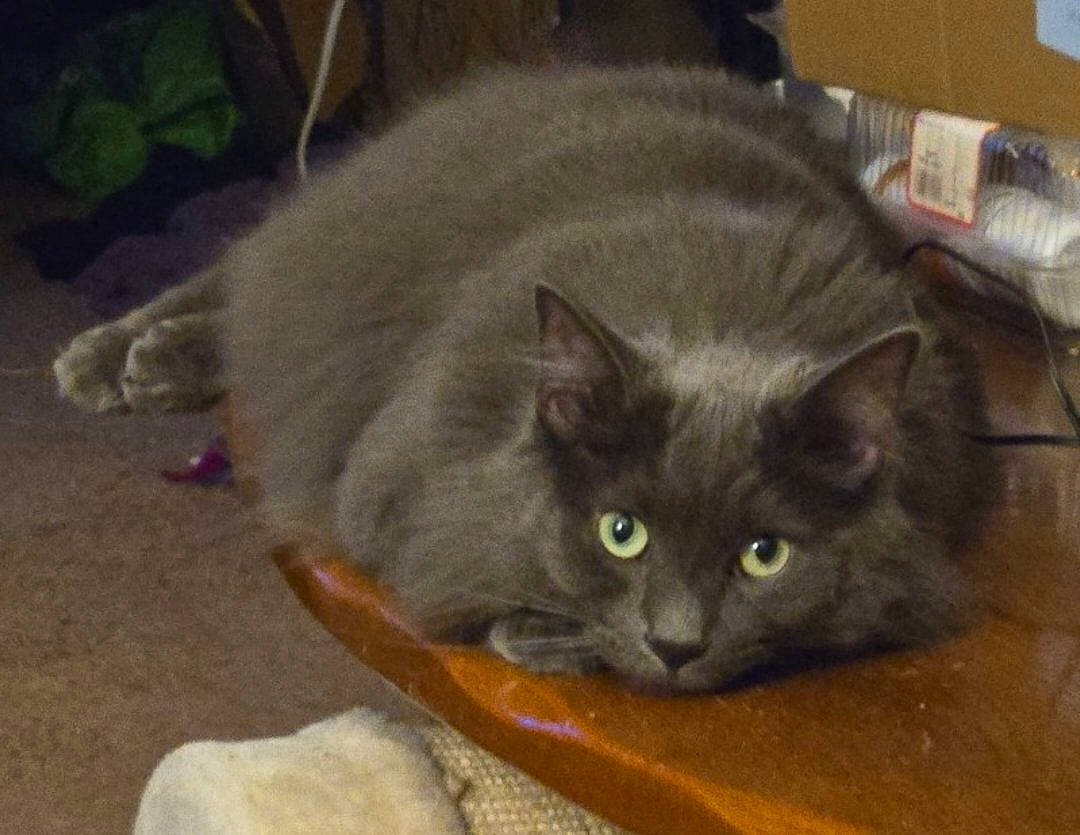 Stormy joined the competition — help win amazing prizes! black_cat, box, carnivore, cat, cat_supply, cat_toy, chartreux, comfort, domestic_short_haired_cat, felidae, fur, russian_blue, small_to_medium_sized_cats, tail, whiskers