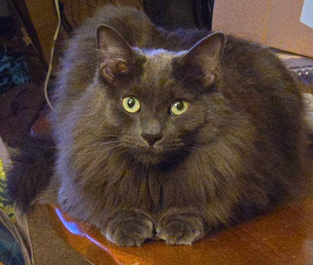 Stormy is registered to the contest to win money with this photo: carnivore, cat, domestic_short_haired_cat, felidae, fur, small_to_medium_sized_cats, snout, terrestrial_animal, whiskers