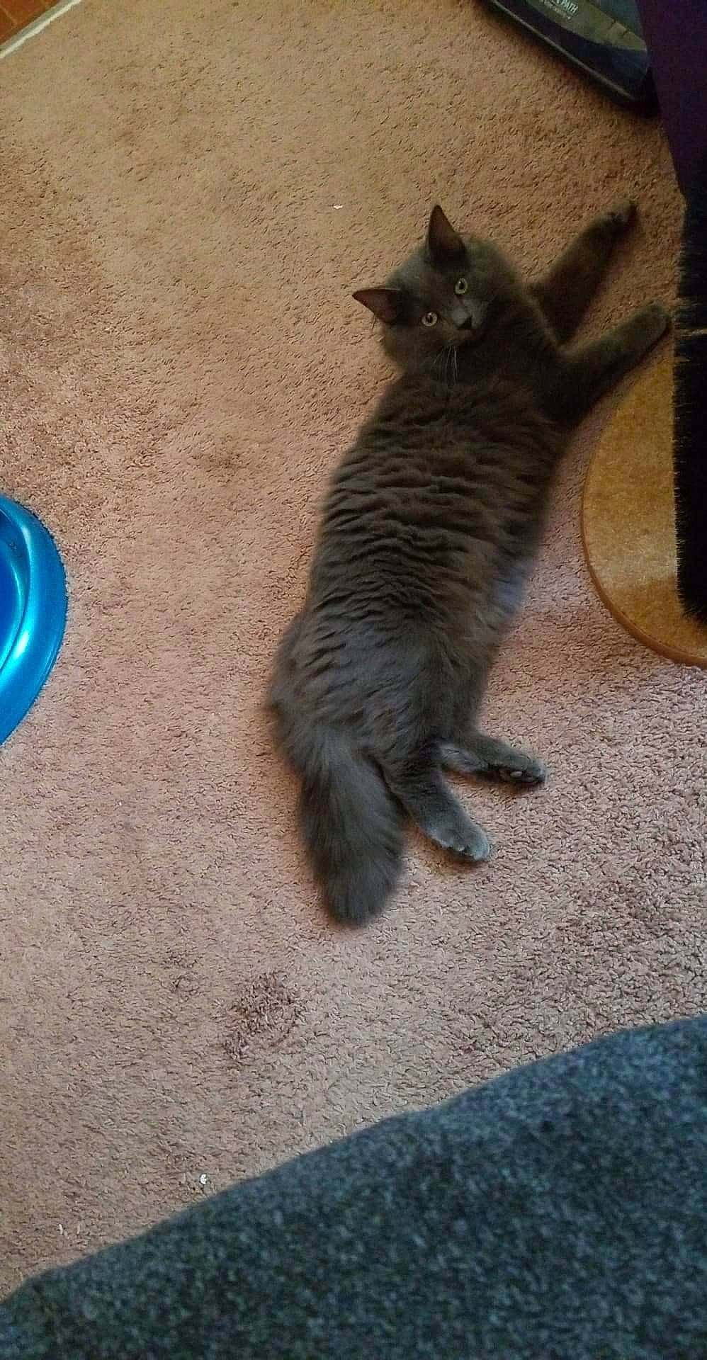 Stormy is registered to the contest to win money with this photo: carnivore, cat, domestic_short_haired_cat, european_shorthair, felidae, fur, kitten, korat, mammal, nebelung, russian_blue, small_to_medium_sized_cats, tail, whiskers