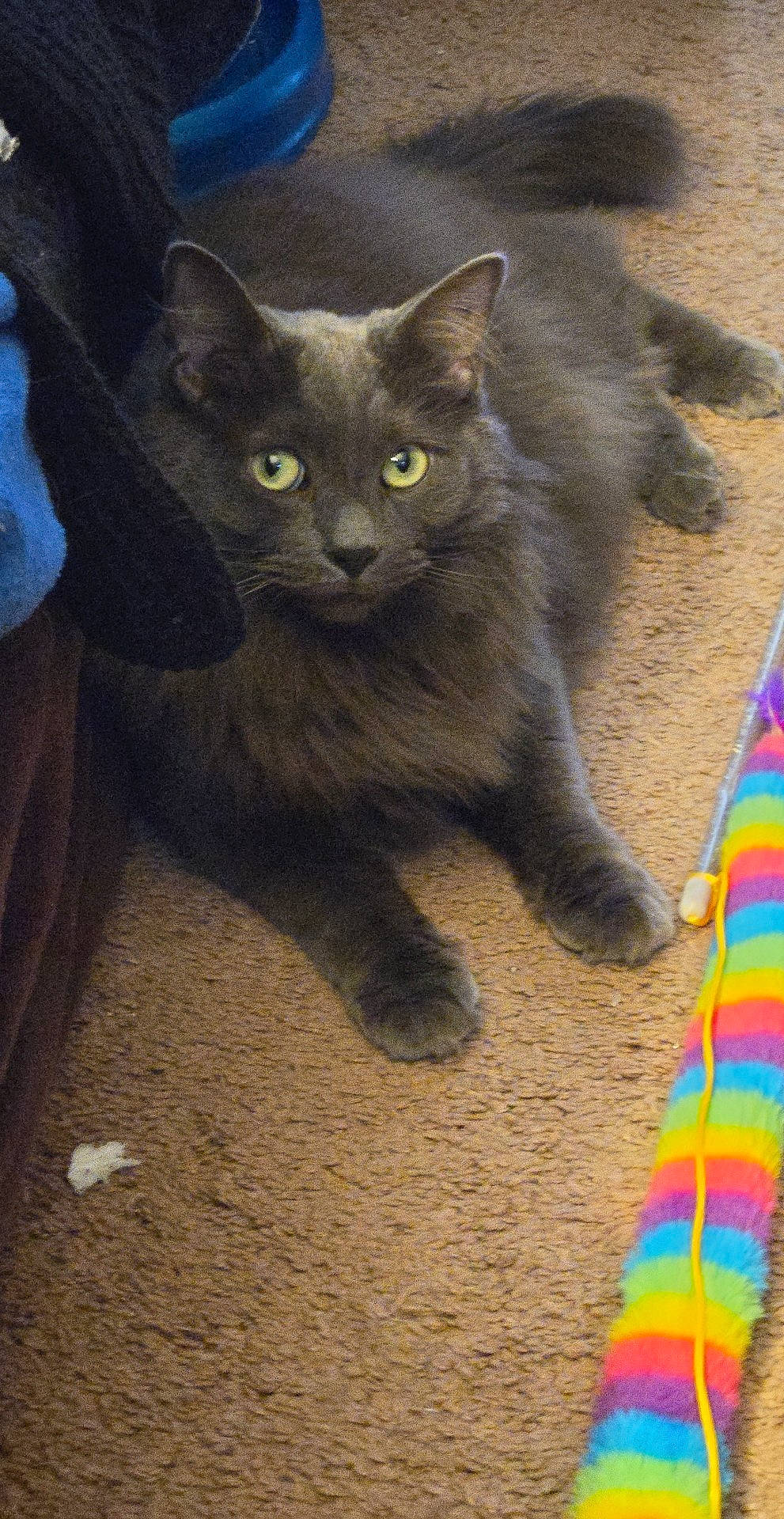 Stormy is registered to the contest to win money with this photo: carnivore, cat, claw, domestic_short_haired_cat, electric_blue, felidae, foot, fur, iris, paw, russian_blue, small_to_medium_sized_cats, snout, tail, terrestrial_animal, whiskers