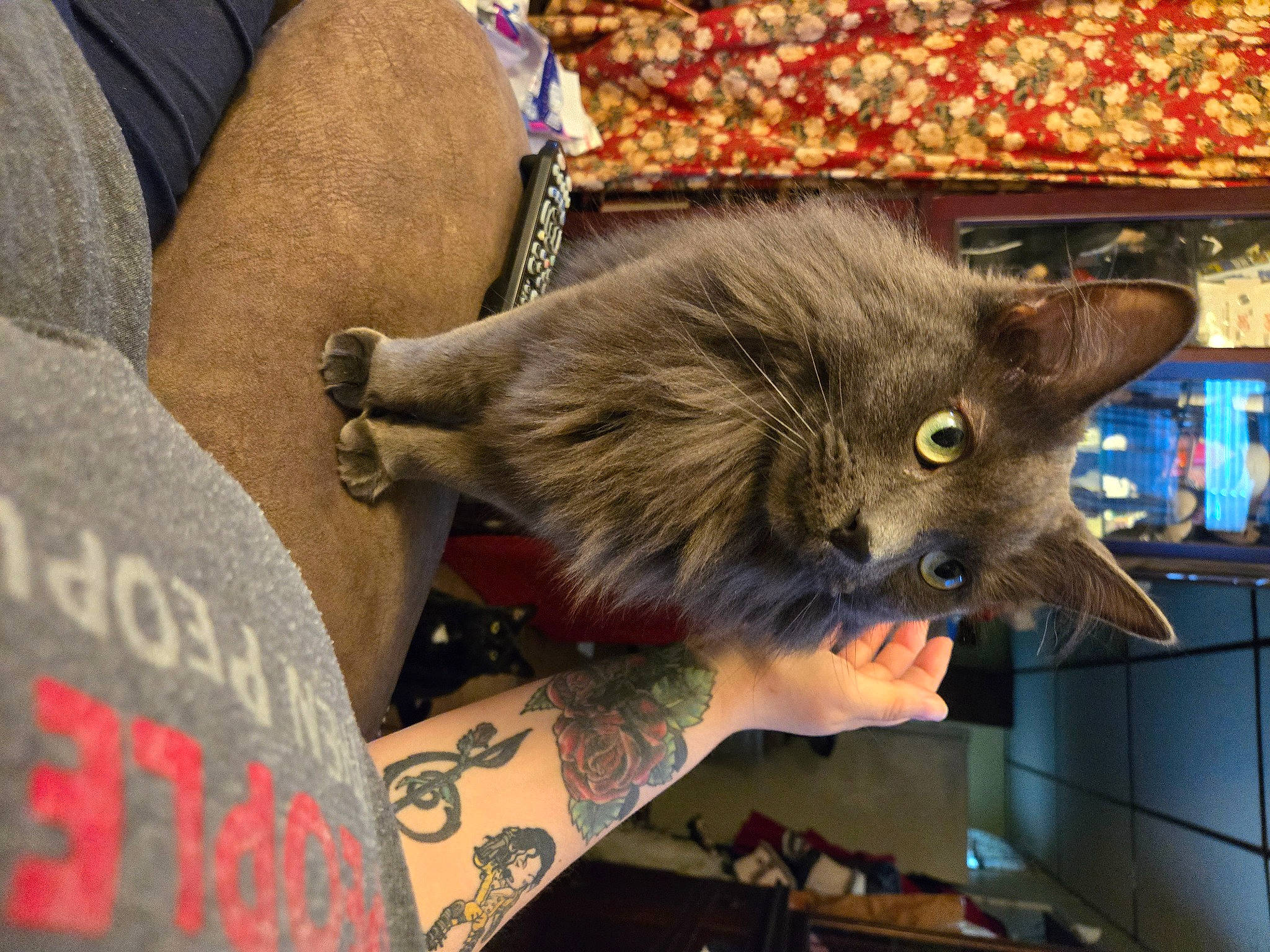 Stormy joined the competition — help win amazing prizes! carnivore, cat, claw, domestic_short_haired_cat, elbow, fawn, felidae, flesh, fur, human_leg, paw, plant, russian_blue, small_to_medium_sized_cats, tail, tattoo, temporary_tattoo, whiskers, wrist