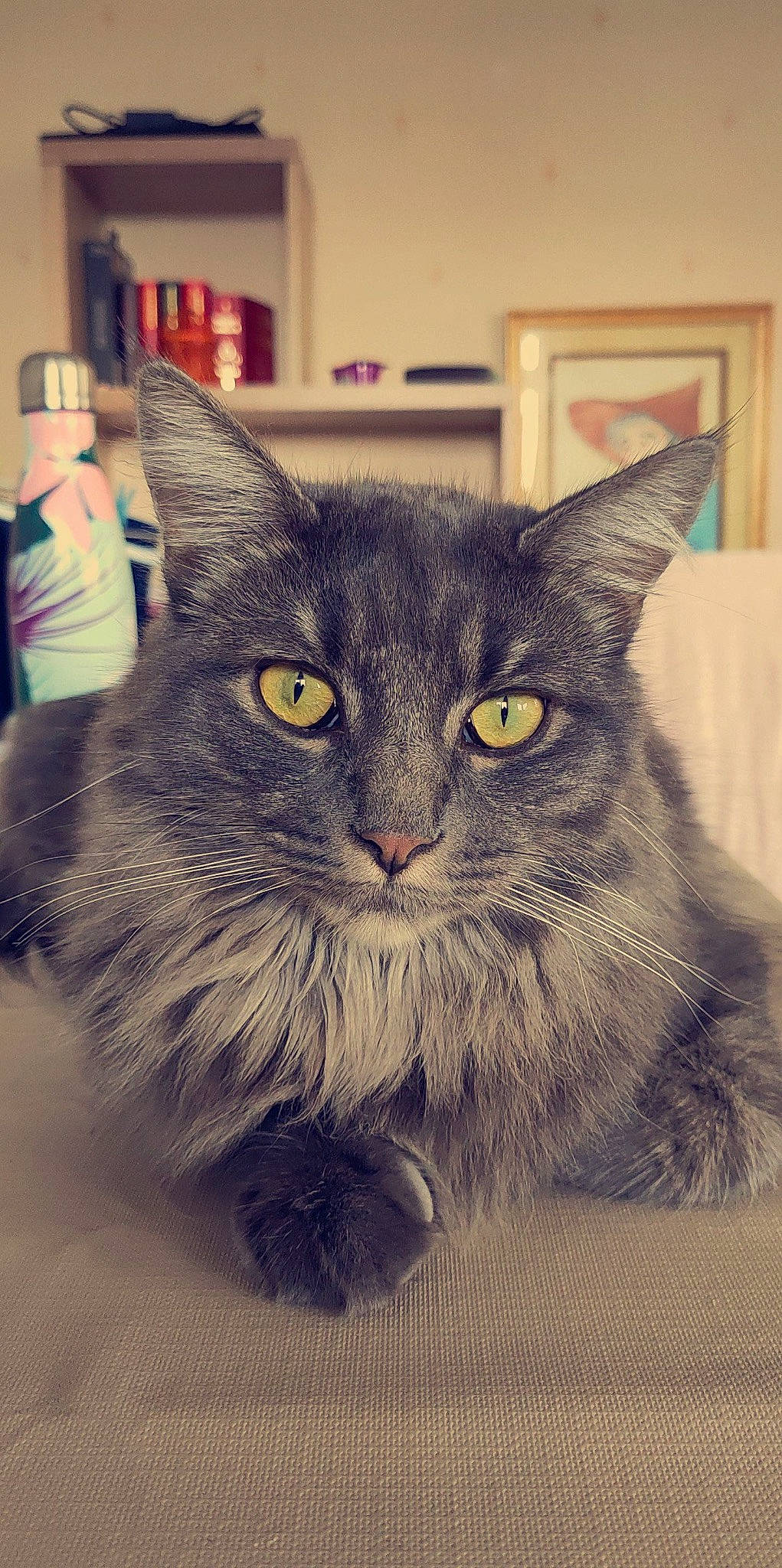 Rocket participe au concours pour gagner de l'argent avec cette photo : black_cat, box, british_longhair, carnivore, cat, domestic_short_haired_cat, felidae, fur, grey, small_to_medium_sized_cats, snout, whiskers, window