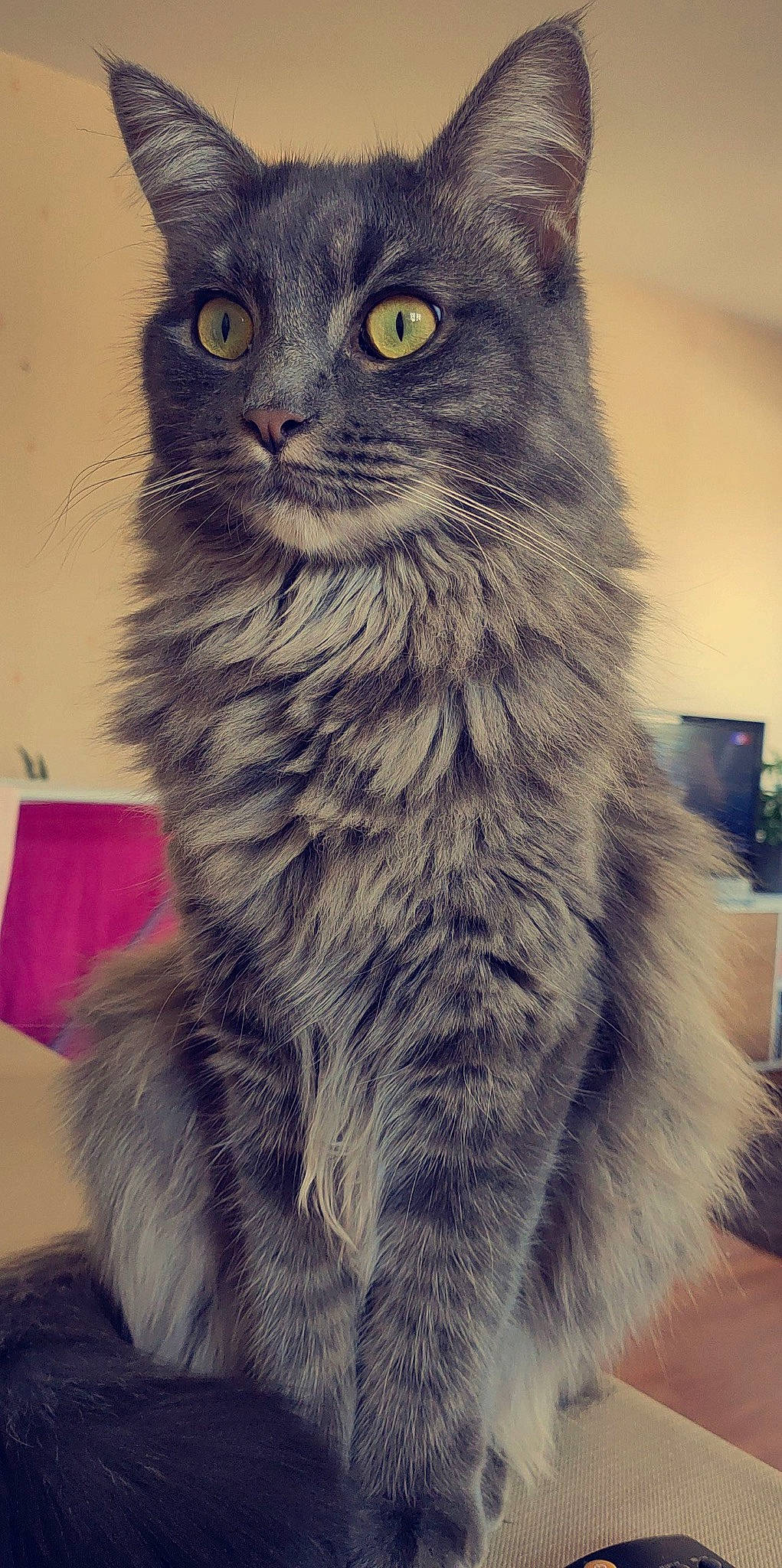 Rocket a rejoint le concours — aidez-le/la à gagner de superbes lots ! british_longhair, carnivore, cat, domestic_short_haired_cat, eye, felidae, fur, grey, small_to_medium_sized_cats, snout, tail, terrestrial_animal, whiskers, window