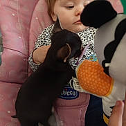 Tino a rejoint le concours — aidez-le/la à gagner de superbes lots ! baby, puppy, toy, pink, chair, pattern, curious, indoor, child, animal, cute, black_puppy, infant, soft_toy, close_up, interaction, hand, clothing, face, sitting