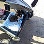 Tino a rejoint le concours — aidez-le/la à gagner de superbes lots ! puppy, dog, stroller, towel, outdoor, pavement, sunlight, pet, small_dog, canine, baby_stroller, side_view, animal, leisure, daylight, walking, pet_accessory, cute, domestic_animal, resting