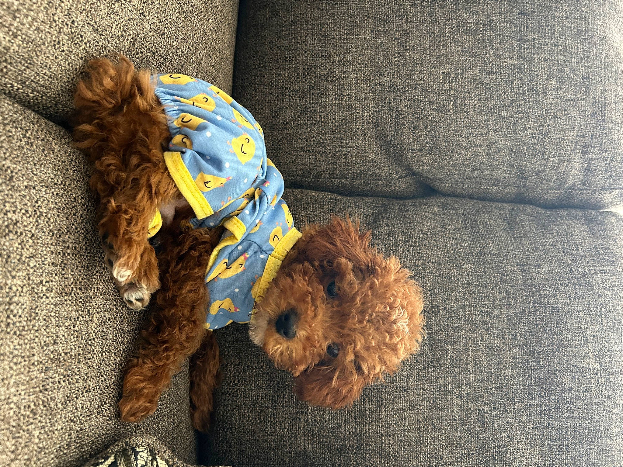 Bruno joined the competition — help win amazing prizes! canidae, carnivore, comfort, companion_dog, dog, dog_breed, dog_clothes, dog_supply, fur, grass, hat, human_leg, shadow, soil, sporting_group, terrier, textile, toy, toy_dog, water_dog