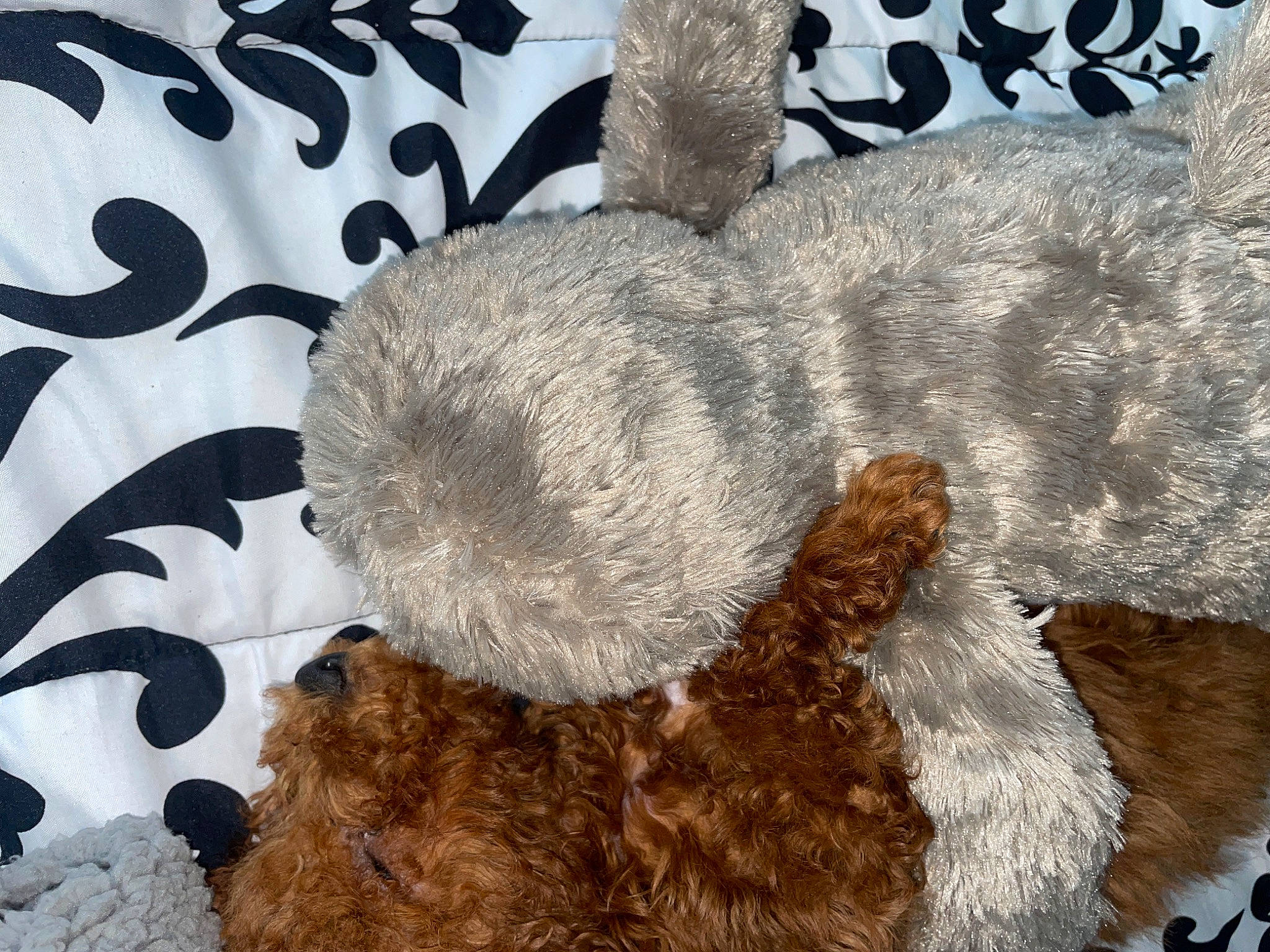 Bruno is registered to the contest to win money with this photo: brown_bear, canidae, cat_supply, comfort, dog_breed, fawn, fur, linens, pattern, plush, small_to_medium_sized_cats, snout, sporting_group, stuffed_toy, tail, teddy_bear, terrestrial_animal, toy, wool, woolen
