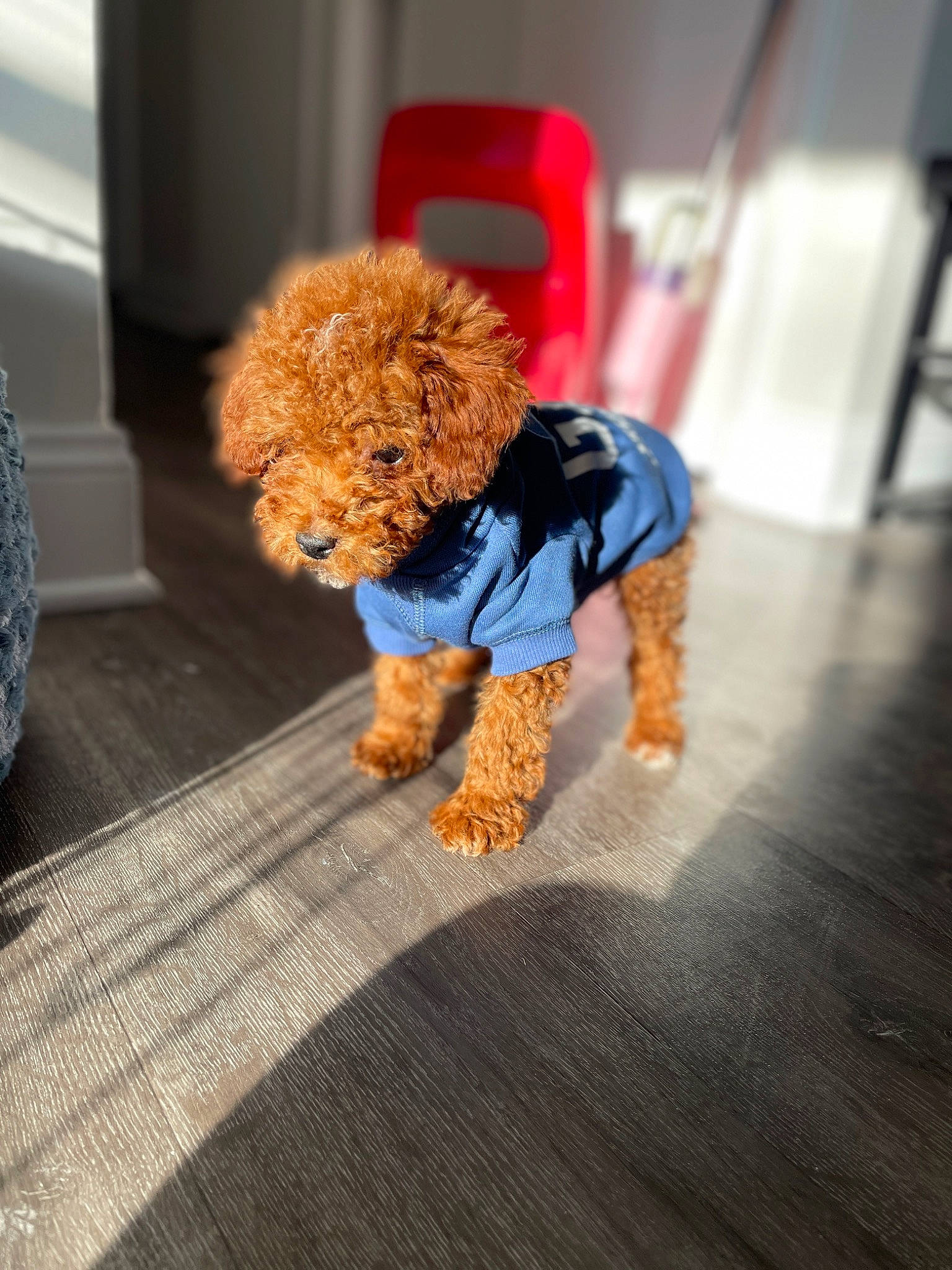 Bruno is registered to the contest to win money with this photo: canidae, carnivore, companion_dog, dog, dog_breed, fawn, floor, flooring, fur, hardwood, orange, poodle, snout, sporting_group, stuffed_toy, toy, toy_dog, water_dog, wood, working_animal