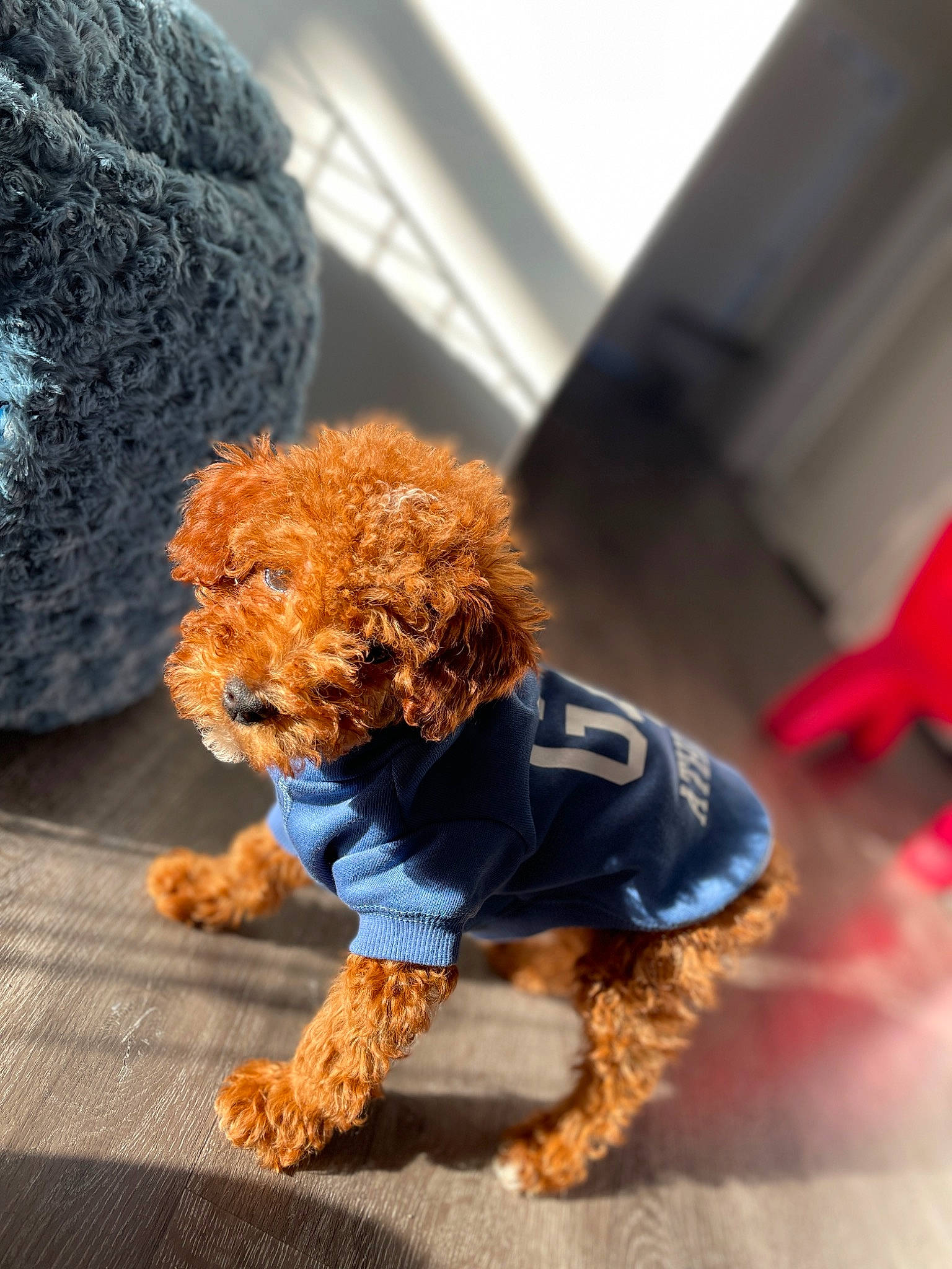 Bruno joined the competition — help win amazing prizes! canidae, carnivore, companion_dog, dog, dog_breed, dog_clothes, dog_supply, fawn, flooring, fur, non_sporting_group, orange, poodle, sporting_group, stuffed_toy, terrier, textile, toy, toy_dog, water_dog