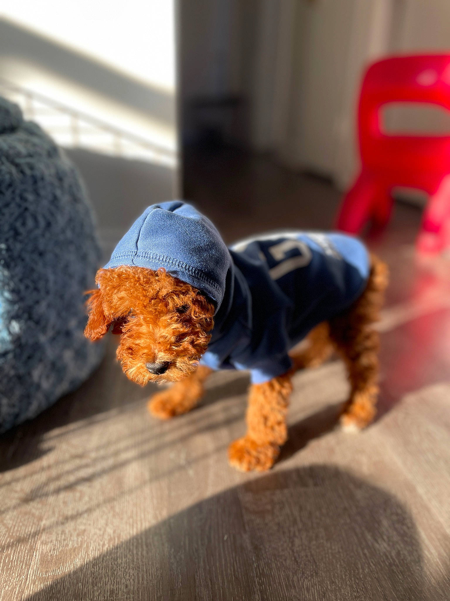 Bruno is registered to the contest to win money with this photo: beanie, canidae, cap, child, denim, electric_blue, fashion_accessory, floor, flooring, fur, orange, room, sitting, soil, stuffed_toy, thread, toy, wood, wool, woolen