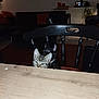 Buck participe au concours pour gagner de l'argent avec cette photo : animal, architecture, building, cat, chair, couch, cup, diningroom, diningtable, furniture, hardwood, indoors, kitten, livingroom, person, pet, plywood, room, table, wood