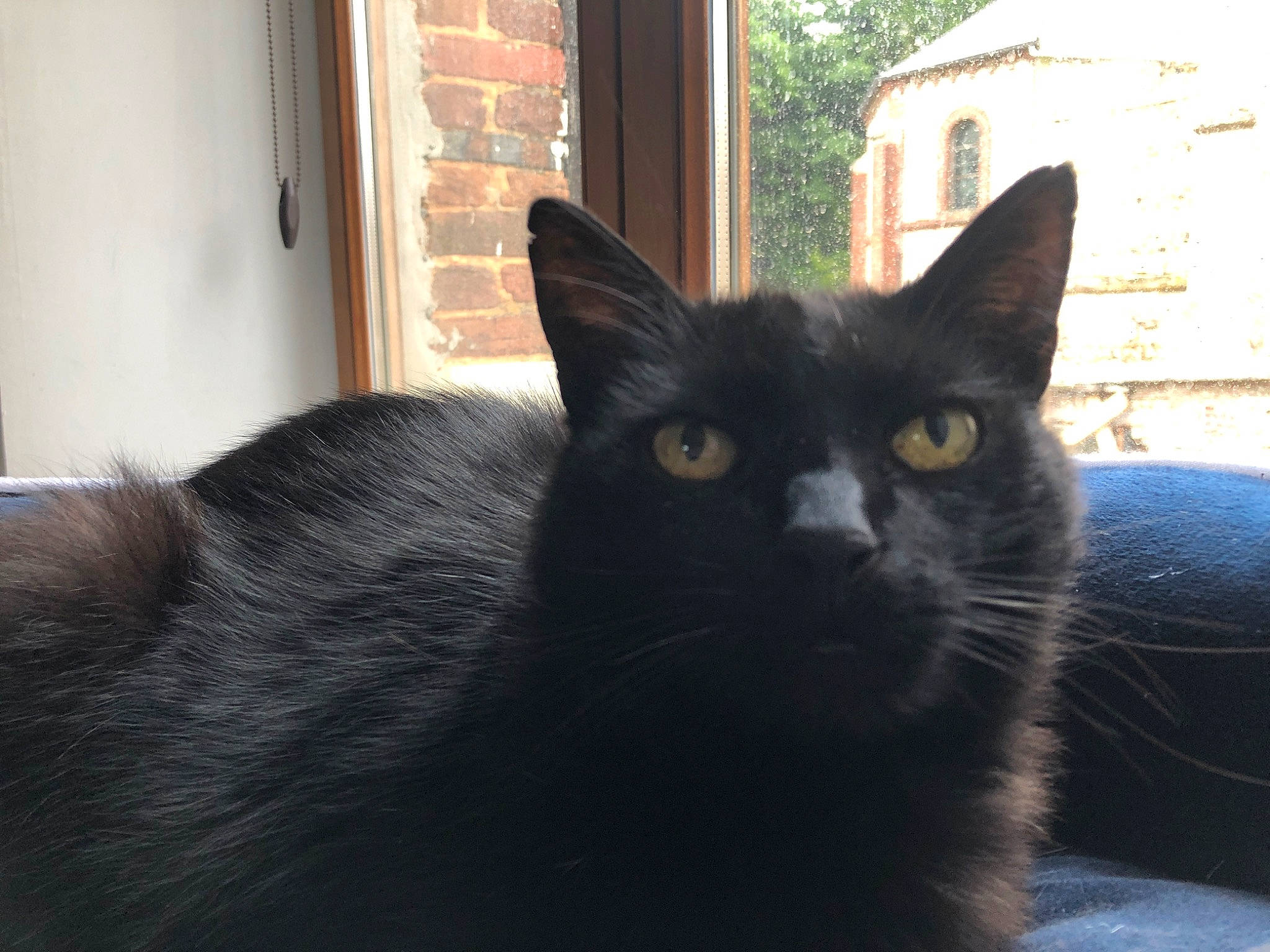 Oscar participe au concours pour gagner de l'argent avec cette photo : black_cat, bombay, carnivore, cat, domestic_short_haired_cat, felidae, fixture, fur, grey, small_to_medium_sized_cats, snout, tail, terrestrial_animal, tree, whiskers, window