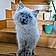 Albus