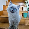 kitten, cat, blue_eyes, fluffy, wooden_stairs, indoor, pet, cute, feline, animal, potted_plant, home, curious, young_cat, whiskers, soft_fur, domestic_cat, wood, stairs, playful