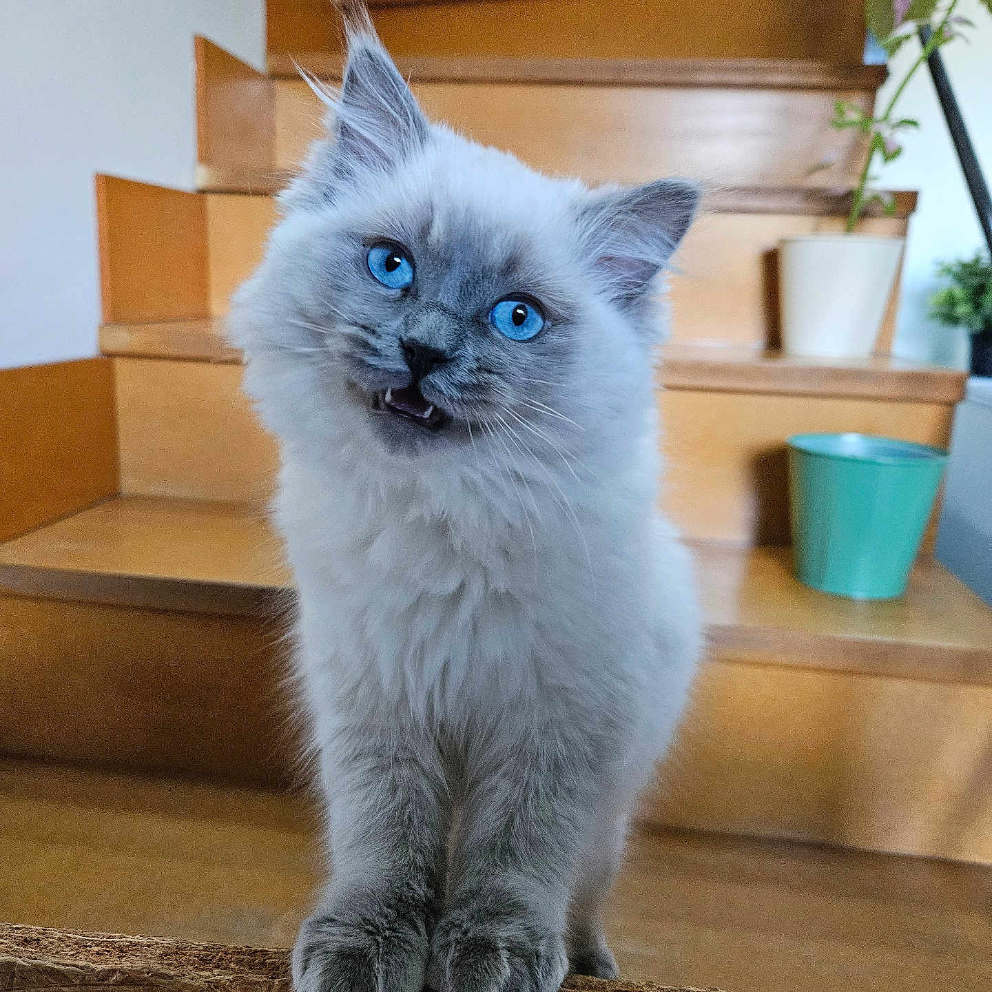 Albus