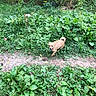 Baby Bear is registered to the contest to win money with this photo: dog, animal, pet, outdoor, nature, greenery, plants, grass, path, forest, small_dog, tan_dog, walking, motion_blur, wildflowers, leaves, summer, daylight, canine, trail