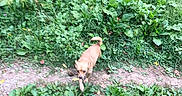 Baby Bear is registered to the contest to win money with this photo: dog, small_dog, brown_dog, path, dirt_path, greenery, plants, grass, outdoor, nature, foliage, leaves, wild, bushes, blurred, walking, canine, pet, summer, daytime