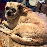 Zoey joined the competition — help win amazing prizes! dog, pet, fur, animal, canine, laying_down, indoors, brown_fur, close_up, looking_at_camera, expressive_eyes, cozy, resting, curled_up, home, blanket, texture, domestic, companion, cute
