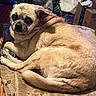 dog, pet, fur, animal, canine, laying_down, indoors, brown_fur, close_up, looking_at_camera, expressive_eyes, cozy, resting, curled_up, home, blanket, texture, domestic, companion, cute