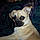 Zoey