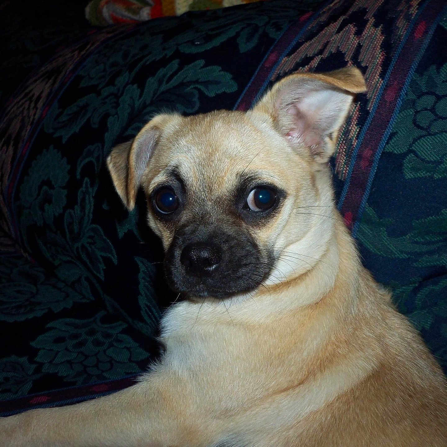 Zoey