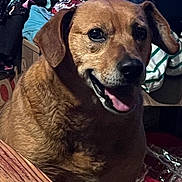 Rusty joined the competition — help win amazing prizes! dog, brown_dog, pet, indoor, smiling, happy, fur, animal, closeup, face, ears, tongue, table, clutter, fabric, colorful, wood, domestic, companion, cute