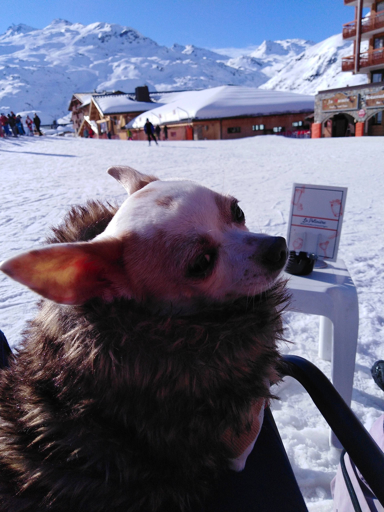 Princesse participe au concours pour gagner de l'argent avec cette photo : carnivore, companion_dog, dog, dog_breed, fawn, freezing, geological_phenomenon, glacial_landform, ice_cap, mountain, mountain_range, mountainous_landforms, recreation, sky, slope, snout, snow, white, winter, working_animal