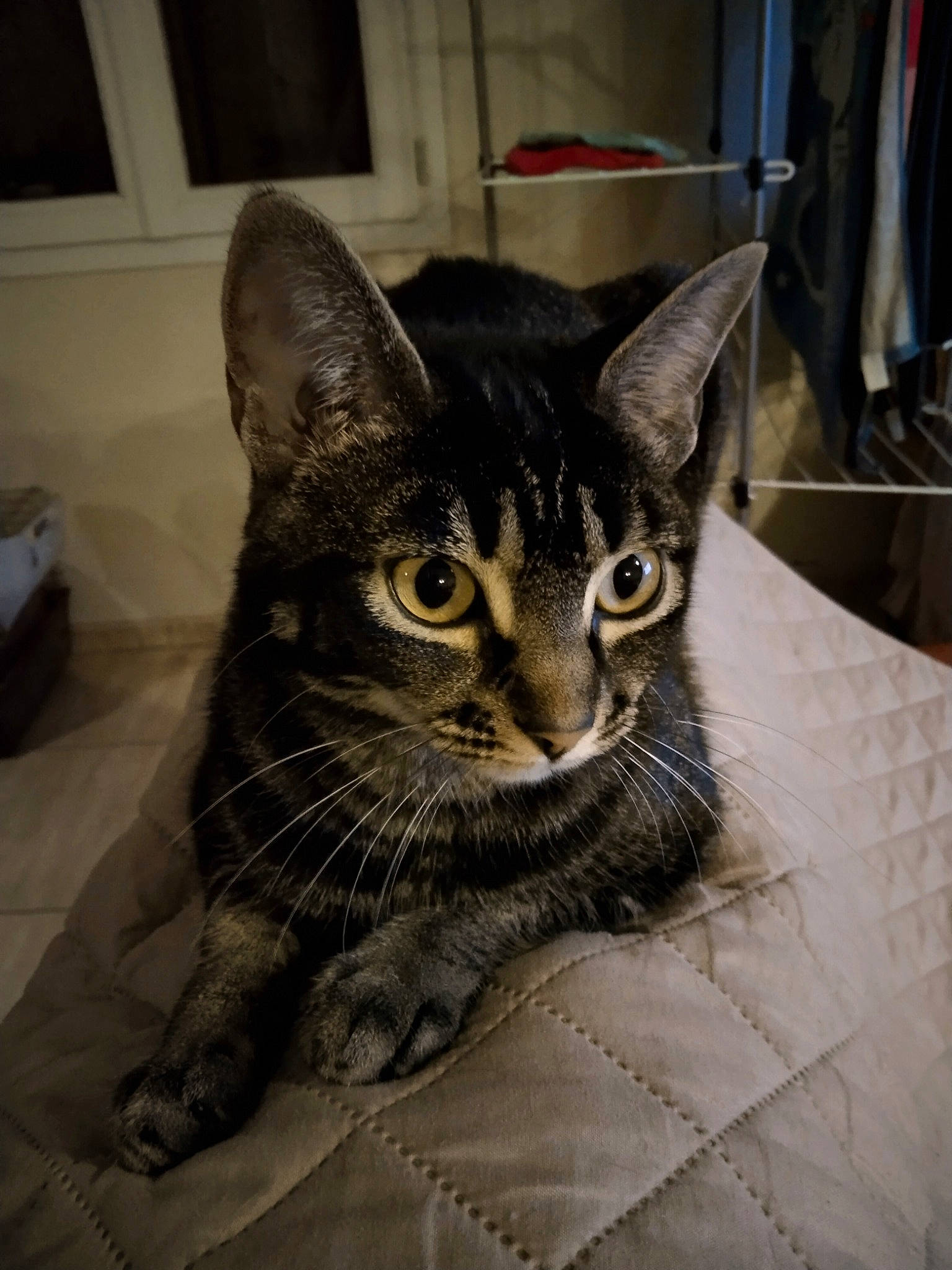 Gueen a rejoint le concours — aidez-le/la à gagner de superbes lots ! carnivore, cat, domestic_short_haired_cat, door, felidae, flooring, fur, grey, metal, small_to_medium_sized_cats, snout, terrestrial_animal, whiskers, window