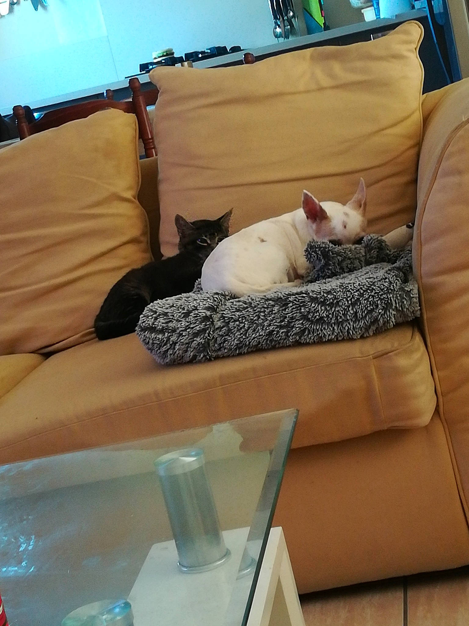 Queen participe au concours pour gagner de l'argent avec cette photo : carnivore, cat, comfort, couch, felidae, grey, interior_design, linens, living_room, mammal, pillow, room, small_to_medium_sized_cats, studio_couch, tail, textile, vertebrate, whiskers, white, wood