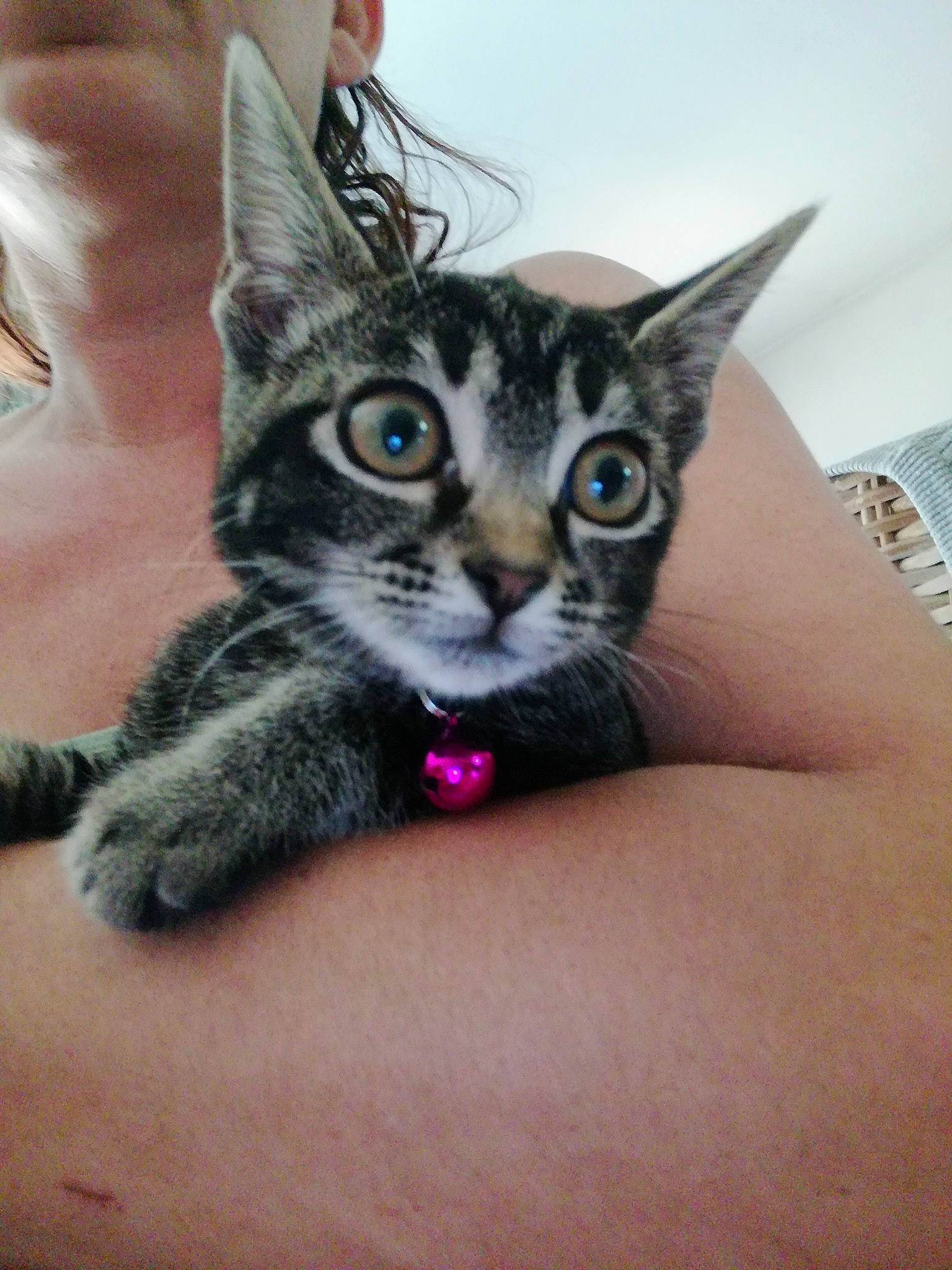 Queen participe au concours pour gagner de l'argent avec cette photo : carnivore, cat, claw, comfort, domestic_short_haired_cat, felidae, finger, fur, gesture, hand, nail, paw, small_to_medium_sized_cats, snout, whiskers