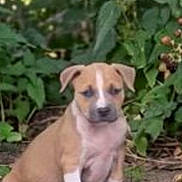 Nala participe au concours pour gagner de l'argent avec cette photo : puppy, dog, animal, outdoor, greenery, foliage, dirt, young, pet, sitting, brown, white, cute, nature, small, canine, portrait, leaf, plant, background