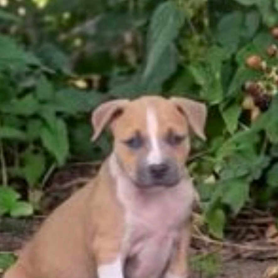 Nala