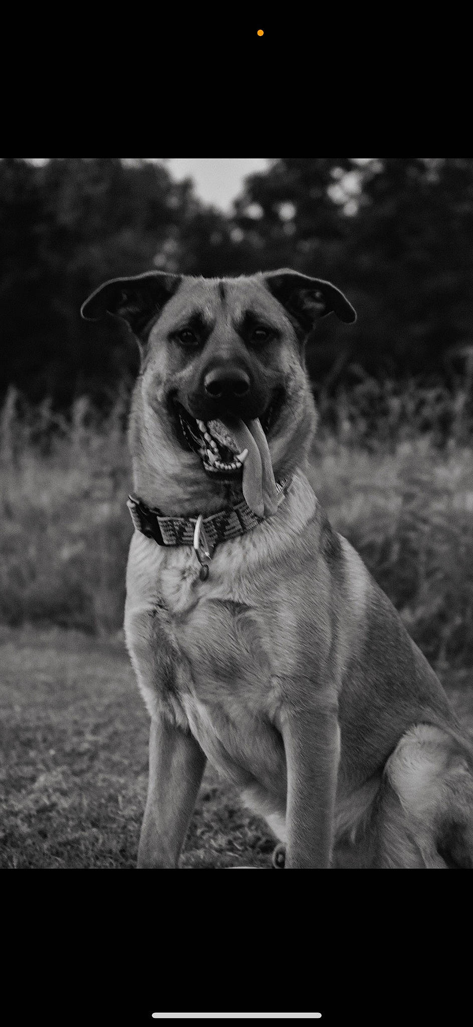 Zeus is registered to the contest to win money with this photo: black, carnivore, collar, companion_dog, dog, dog_breed, dog_collar, fawn, grass, gun_dog, monochrome, monochrome_photography, plant, snout, sporting_group, style, tree, whiskers, working_animal, wrinkle