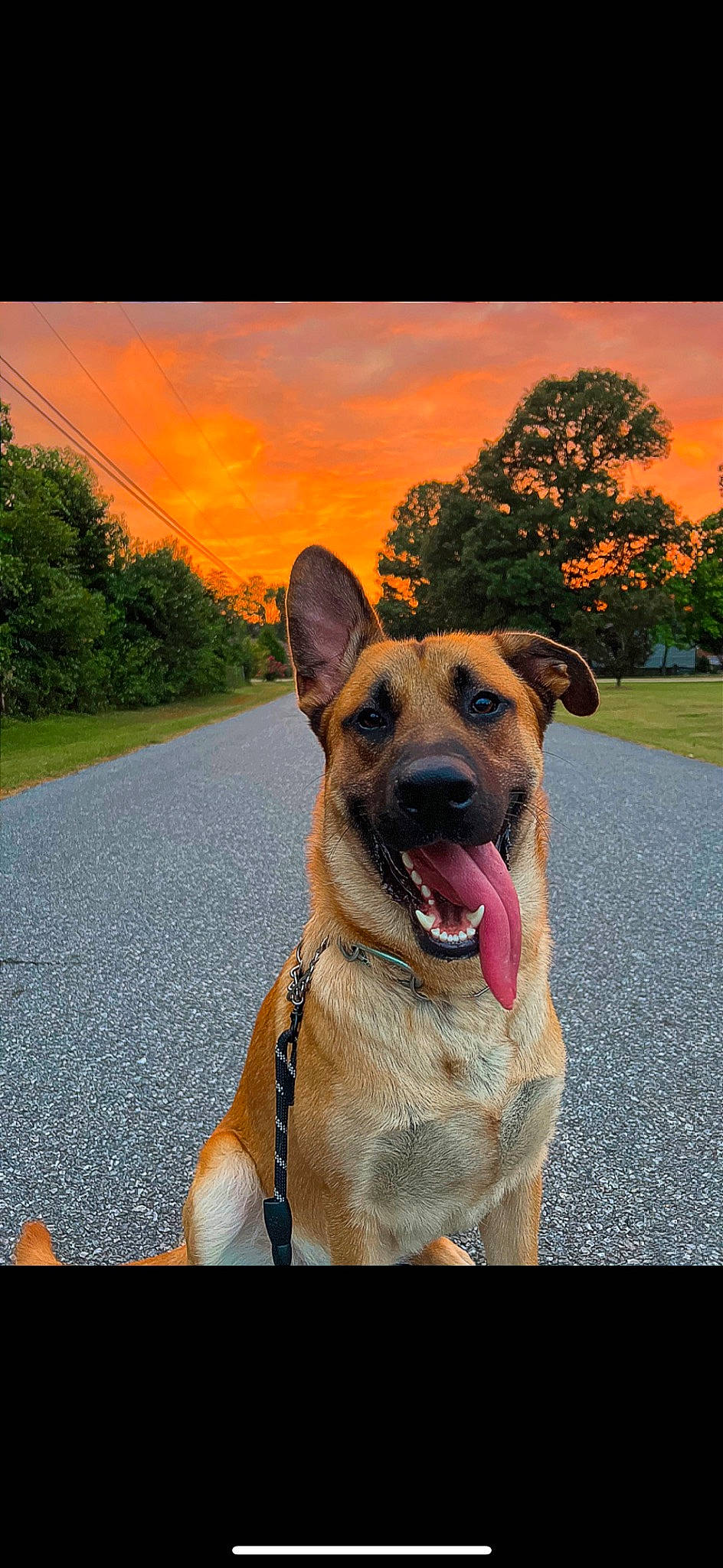 Zeus joined the competition — help win amazing prizes! canidae, carnivore, cloud, collar, companion_dog, dog, dog_breed, dog_collar, fawn, grass, guard_dog, plant, road_surface, sky, snout, sporting_group, tree, whiskers, working_animal, working_dog