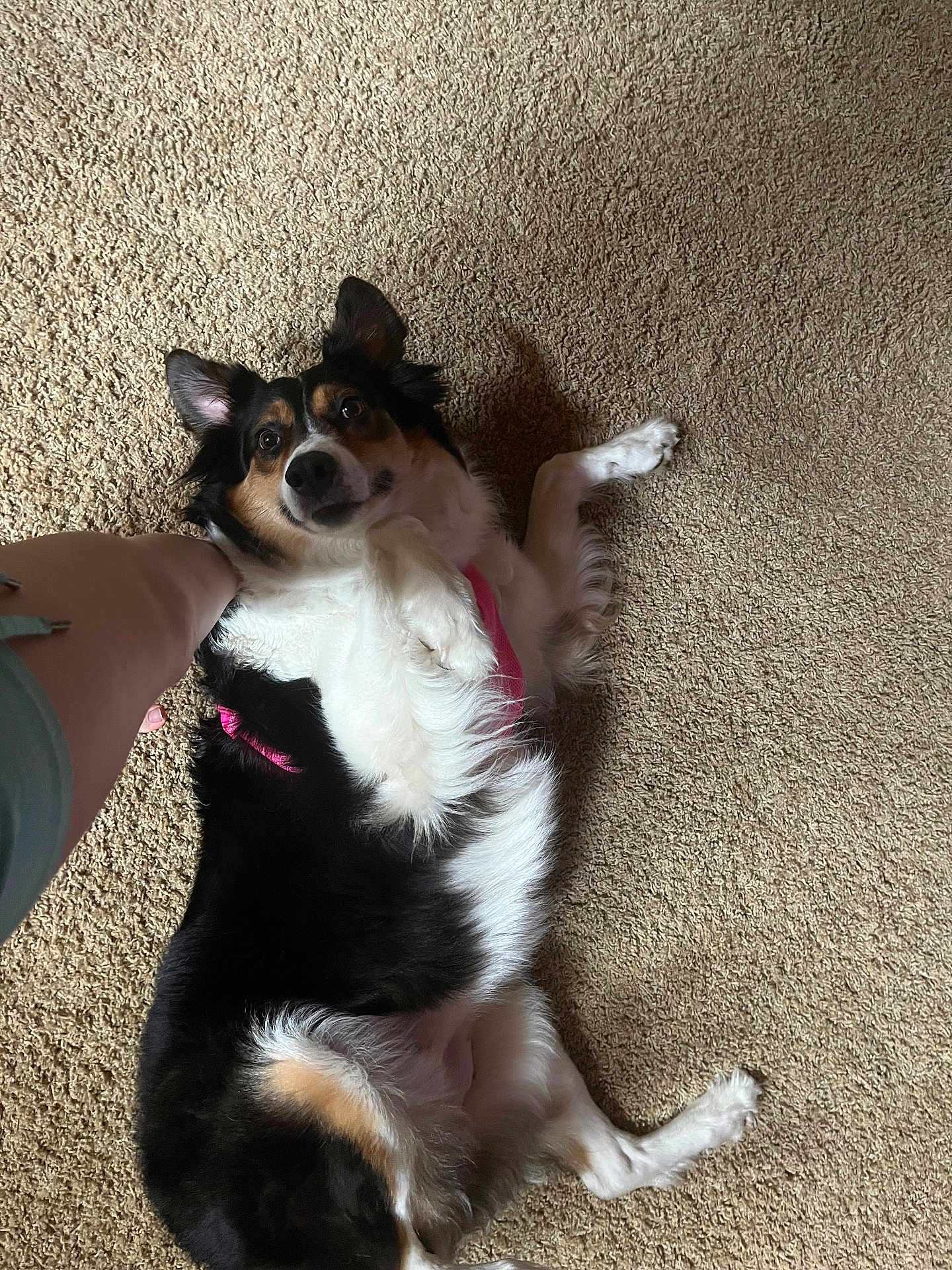 Sadie