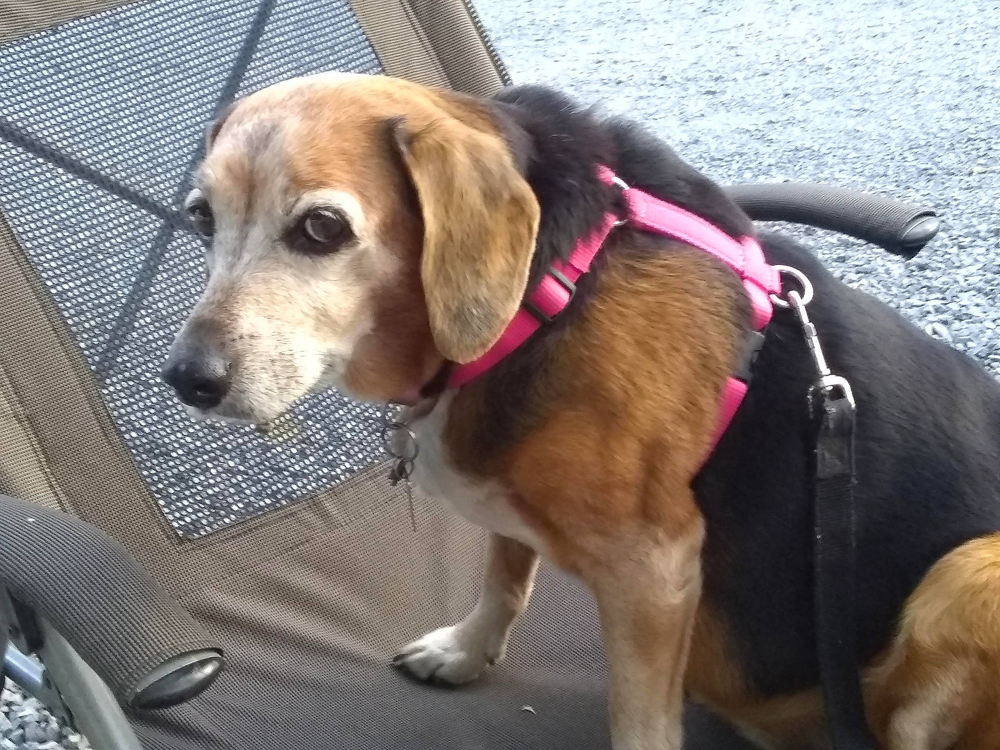 Mollie is registered to the contest to win money with this photo: beagle, canidae, carnivore, collar, companion_dog, dog, dog_breed, dog_collar, dog_supply, fashion_accessory, fawn, hound, leash, pet_supply, scent_hound, snout, sporting_group, tail, vehicle_door, working_animal