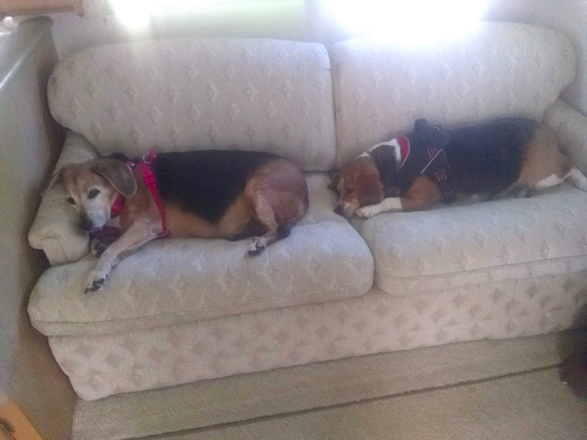 Mollie is registered to the contest to win money with this photo: canidae, carnivore, comfort, companion_dog, couch, dog, dog_breed, dog_supply, fawn, furniture, hardwood, living_room, nap, pet_supply, recliner, sleeper_chair, sofa_bed, sporting_group, studio_couch, working_animal