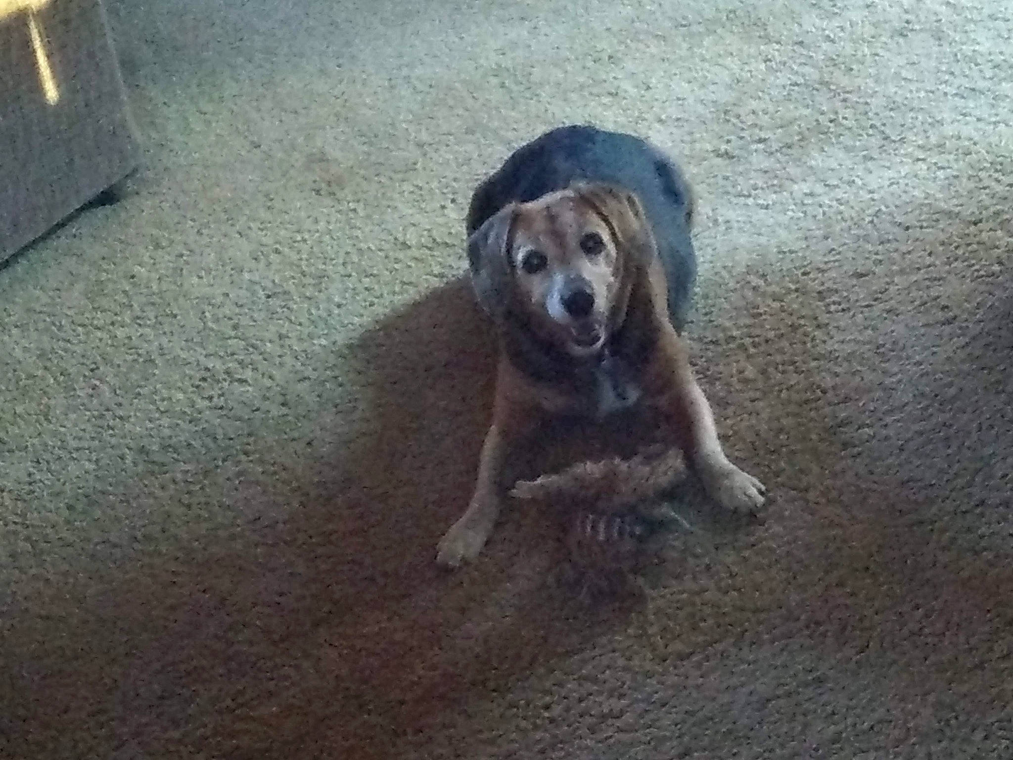 Mollie is registered to the contest to win money with this photo: canidae, carnivore, dog, dog_breed, fawn, flooring, fur, sand, sporting_group, tail, terrestrial_animal, wood, working_dog