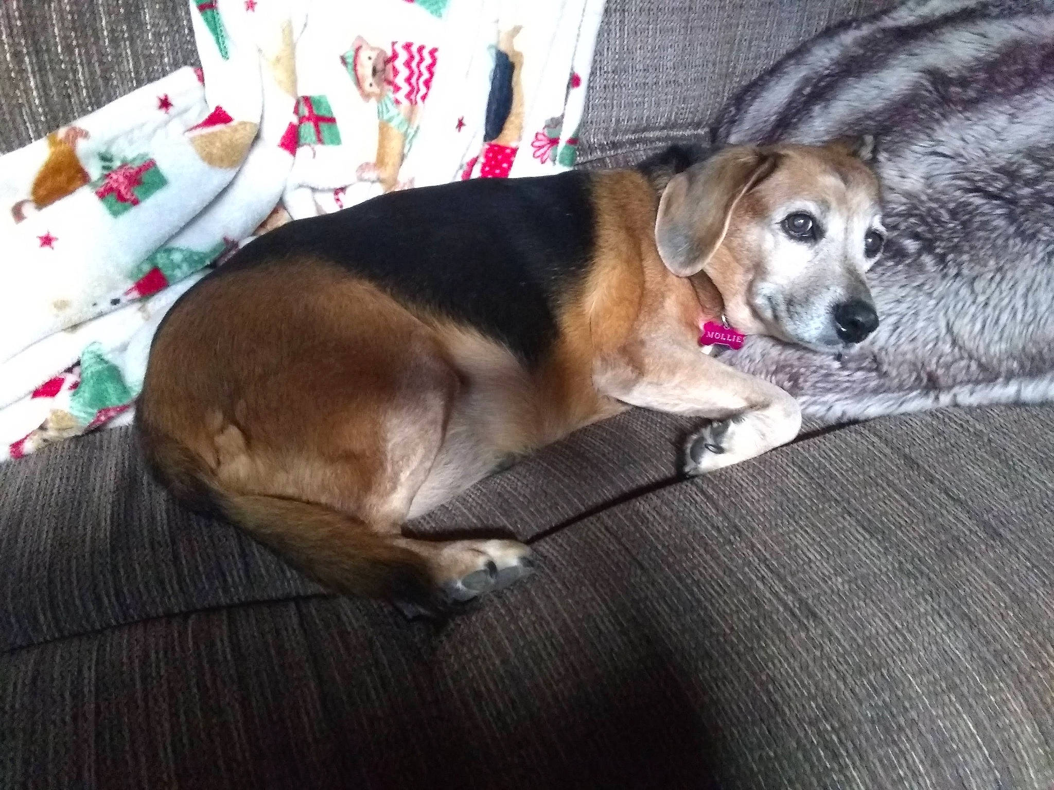 Mollie joined the competition — help win amazing prizes! beagle, carnivore, collar, comfort, companion_dog, dog, dog_breed, dog_supply, event, fawn, flooring, fur, hardwood, leash, paw, pet_supply, scent_hound, tail, whiskers, wood