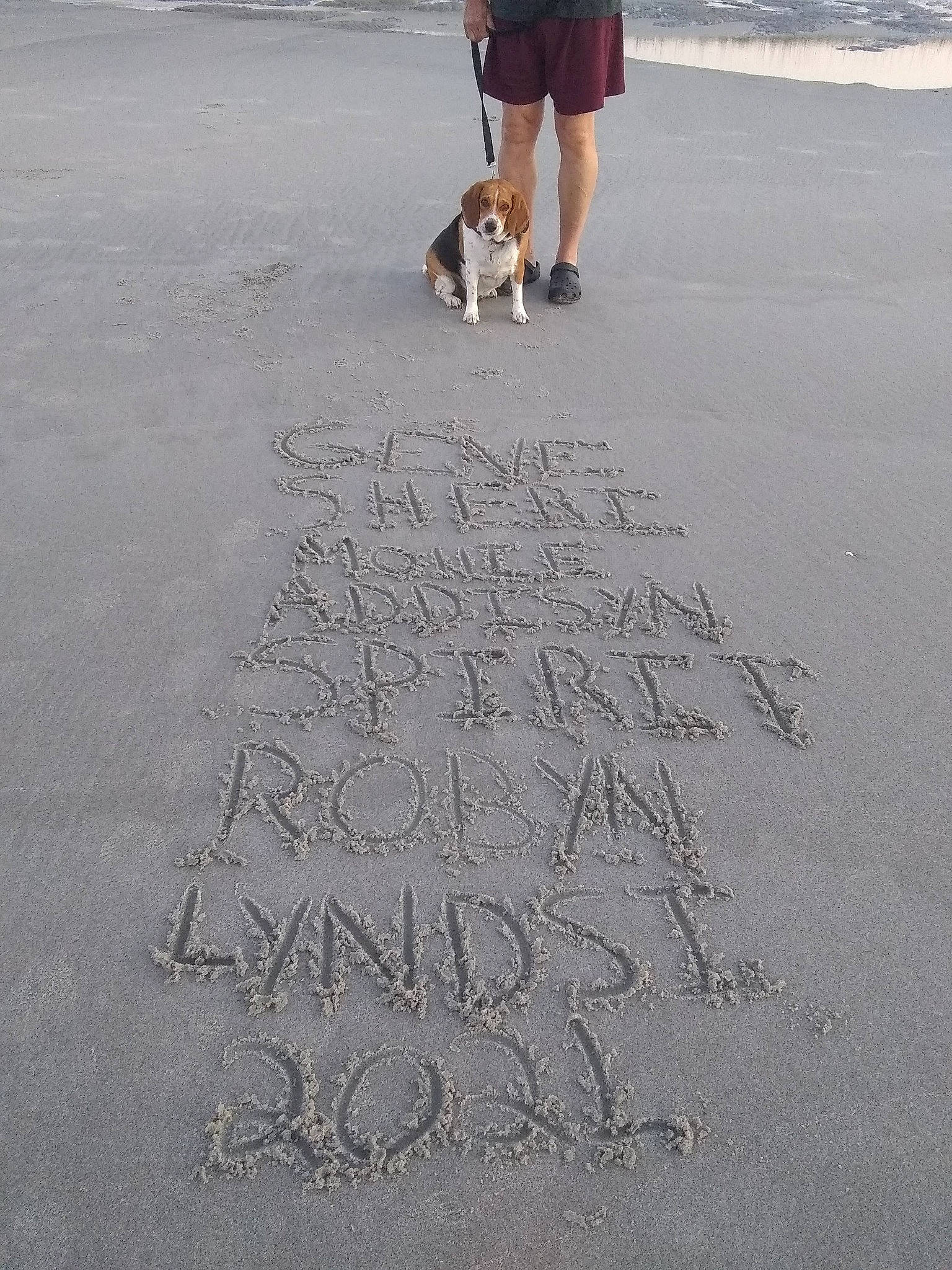 Spirit joined the competition — help win amazing prizes! asphalt, canidae, carnivore, companion_dog, dog, dog_breed, fawn, font, handwriting, human_leg, leash, road_surface, sand, shadow, shorts, sidewalk, sporting_group, vertebrate, walking, water