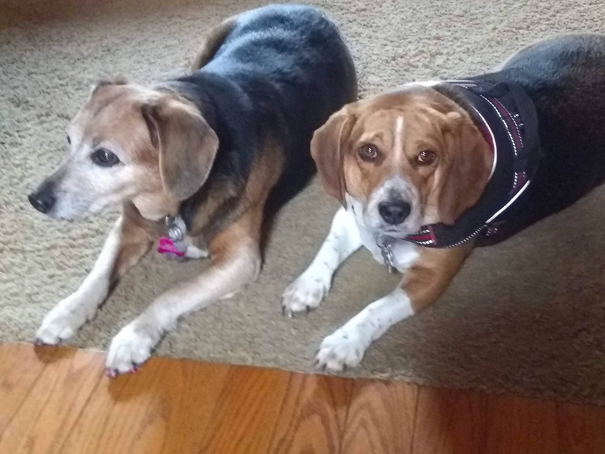 Spirit is registered to the contest to win money with this photo: canidae, carnivore, collar, companion_dog, dog, dog_breed, dog_collar, dog_supply, fawn, flooring, hardwood, hunting_dog, laminate_flooring, scent_hound, snout, sporting_group, varnish, wood, wood_flooring, wood_stain