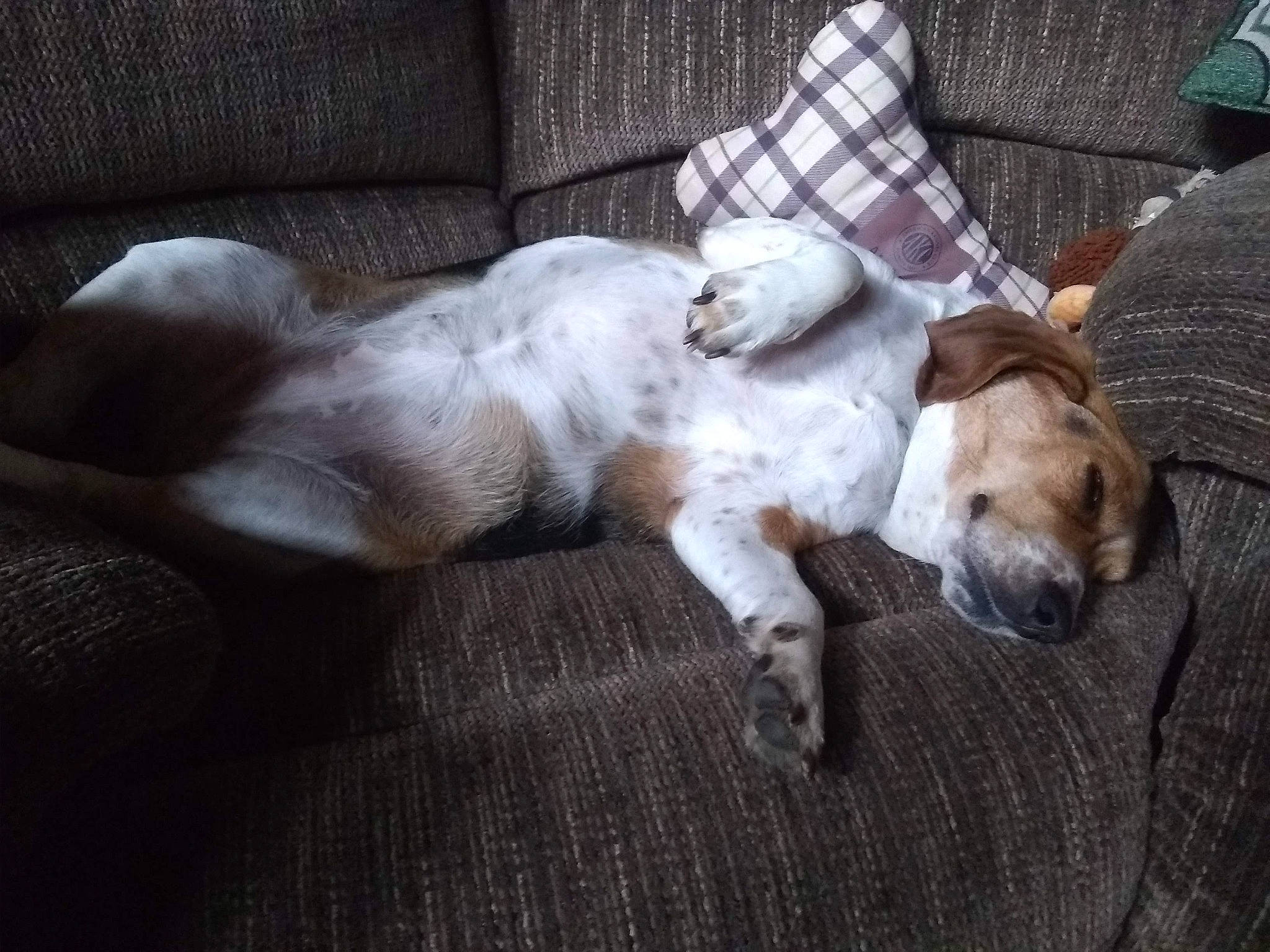 Spirit joined the competition — help win amazing prizes! canidae, carnivore, comfort, companion_dog, couch, dog, dog_breed, fawn, felidae, fur, hardwood, nap, paw, puppy_love, snout, sporting_group, tail, toy_dog, whiskers, working_animal