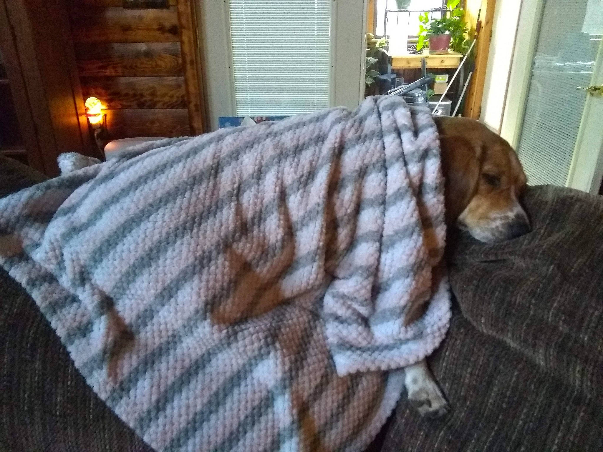 Spirit joined the competition — help win amazing prizes! carnivore, comfort, companion_dog, couch, dog, dog_breed, door, fawn, flooring, hardwood, house, linens, liver, pattern, plant, studio_couch, tail, window, wood, working_animal